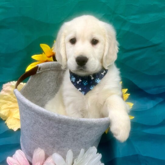 Golden Retriever-DOG-Male-Light Golden-7399-Petland Pensacola, Florida