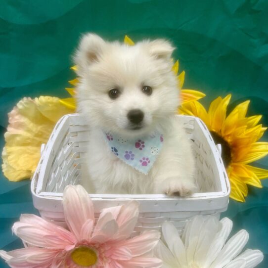 American Eskimo Dog-DOG-Male-White-7401-Petland Pensacola, Florida