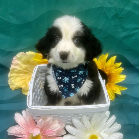 Australian Shepherd-DOG-Male-Black-7402-Petland Pensacola, Florida