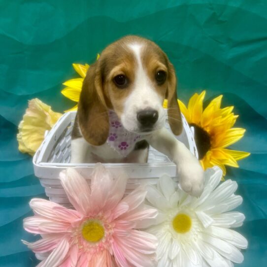 Beagle-DOG-Female-Black White / Tan-7403-Petland Pensacola, Florida