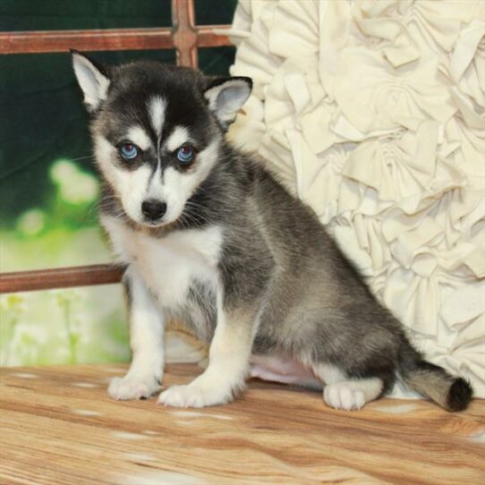 Alaskan Klee Kai-DOG-Male-Black / White-7422-Petland Pensacola, Florida