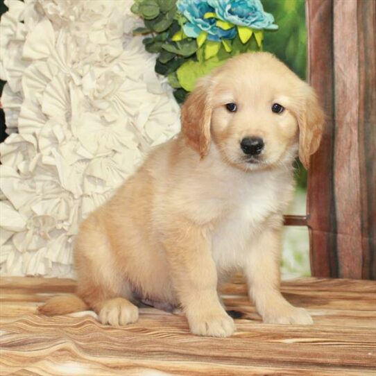 Golden Retriever-DOG-Male-Dark Golden-7423-Petland Pensacola, Florida