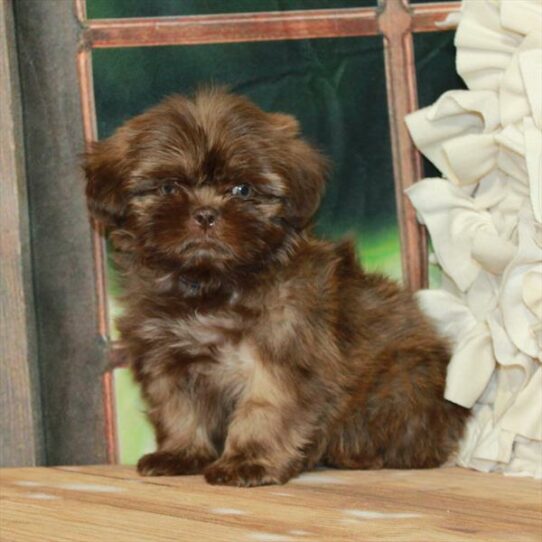 Shih Tzu-DOG-Male-Chocolate / Tan-7425-Petland Pensacola, Florida