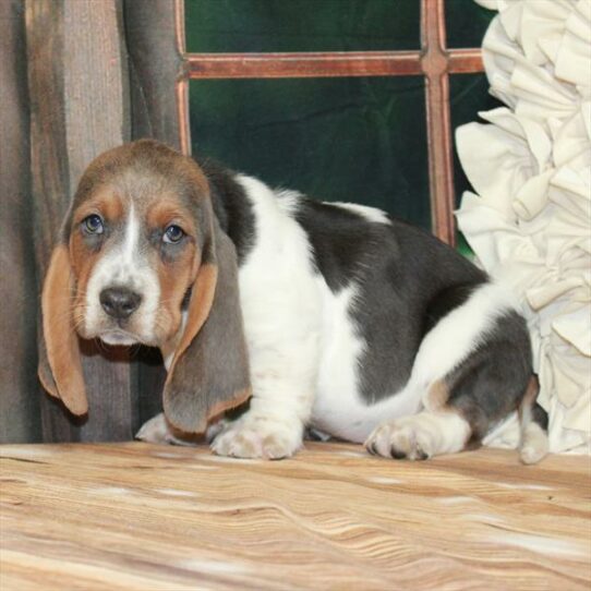 Basset Hound-DOG-Female-Blue Tan / White-7426-Petland Pensacola, Florida