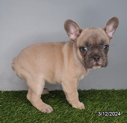 French Bulldog-DOG-Female-Blue-7427-Petland Pensacola, Florida