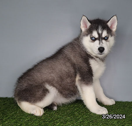 Siberian Husky-DOG-Female-Black / White-7428-Petland Pensacola, Florida