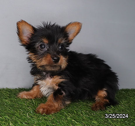 Yorkshire Terrier-DOG-Male-Black / Tan-7433-Petland Pensacola, Florida