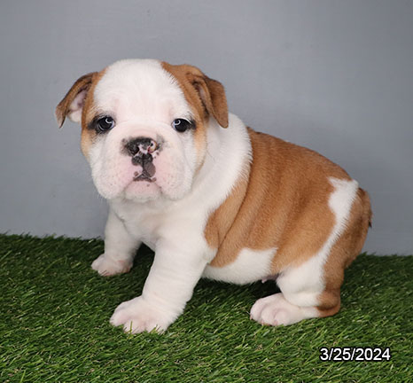 Bulldog-DOG-Female-Lilac / White-7434-Petland Pensacola, Florida