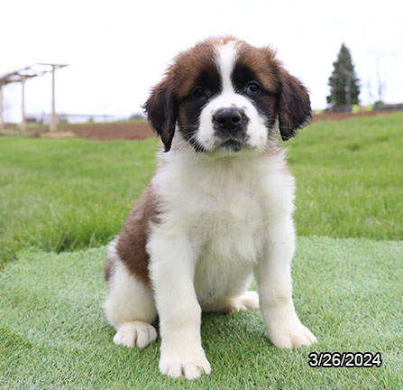 Saint Bernard-DOG-Female-Mahogany / White-7435-Petland Pensacola, Florida