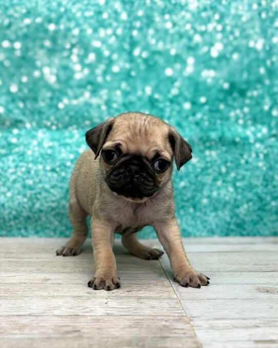 Pug-DOG-Female-Fawn-7439-Petland Pensacola, Florida