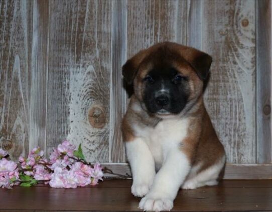 Akita-DOG-Female-Brown / White-7454-Petland Pensacola, Florida