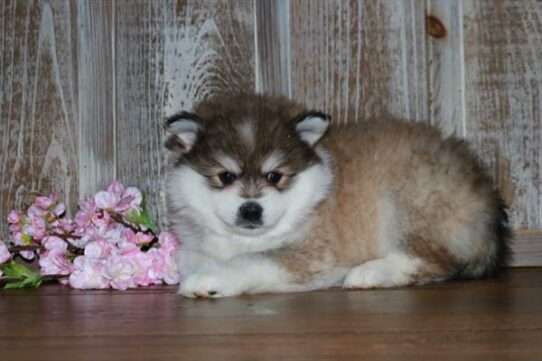 Pomsky-DOG-Male-Sable / White-7455-Petland Pensacola, Florida