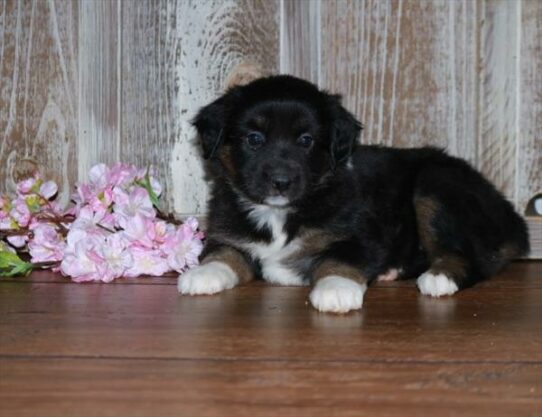 Australian Shepherd-DOG-Female-Black-7456-Petland Pensacola, Florida