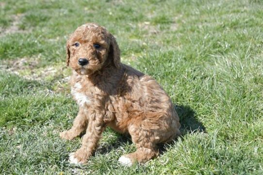 Poodle Standard-DOG-Male-Red-7457-Petland Pensacola, Florida