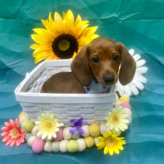 Dachshund-DOG-Male-Sable-7431-Petland Pensacola, Florida