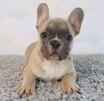 French Bulldog-DOG-Male-Blue-7463-Petland Pensacola, Florida