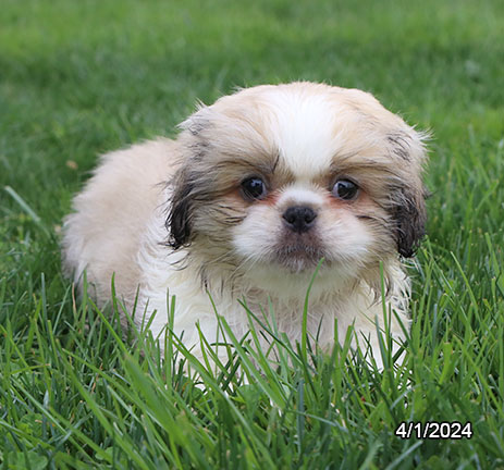 Pekingese-DOG-Male-Sable / White-7464-Petland Pensacola, Florida