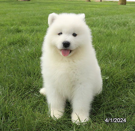 Samoyed-DOG-Female-White-7467-Petland Pensacola, Florida