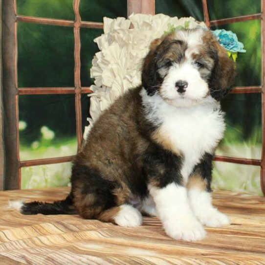 Bernedoodle-DOG-Female-Red Merle-7471-Petland Pensacola, Florida