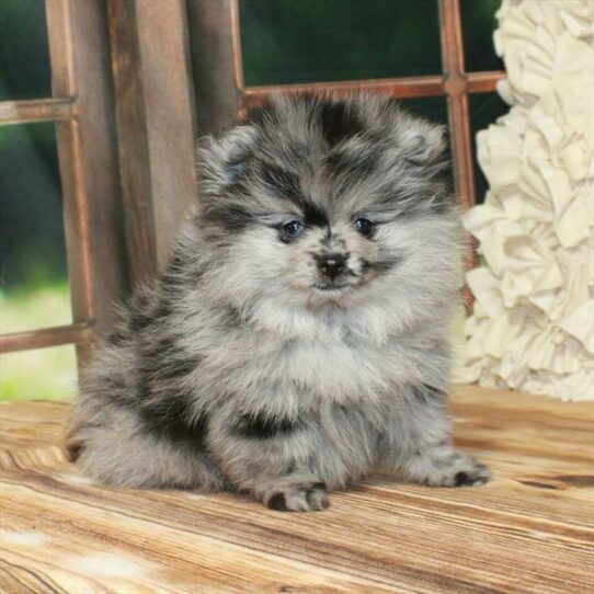 Pomeranian-DOG-Male-Blue Merle-7472-Petland Pensacola, Florida