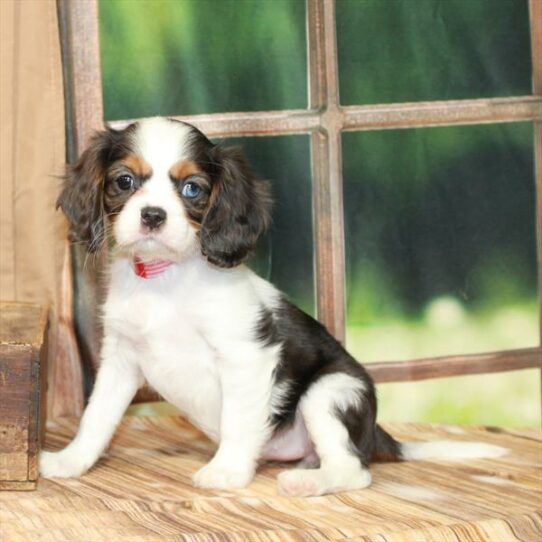 Cavalier King Charles Spaniel-DOG-Female-White Blue Merle / Tan-7473-Petland Pensacola, Florida