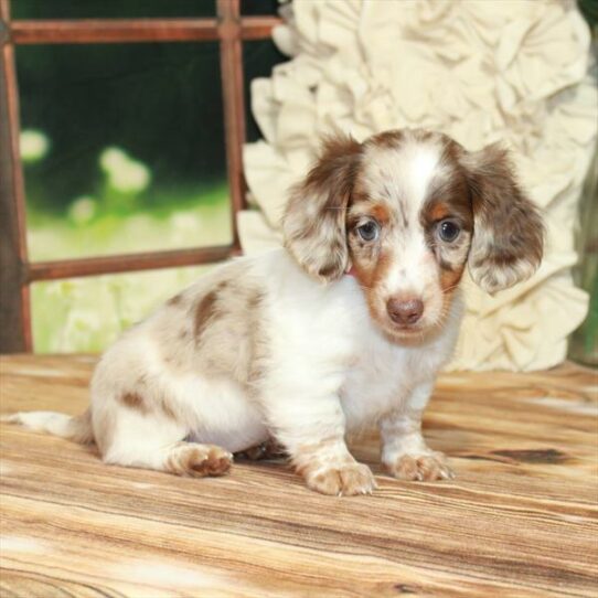 Dachshund-DOG-Female-Chocolate / Tan-7474-Petland Pensacola, Florida