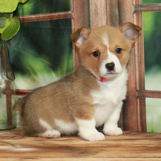 Pembroke Welsh Corgi-DOG-Male-Red / White-7475-Petland Pensacola, Florida