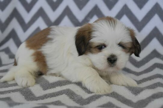 Lhasa Apso-DOG-Female-Red / White-7476-Petland Pensacola, Florida