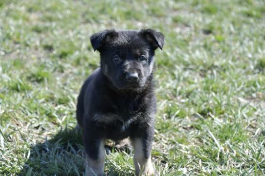 German Shepherd-DOG-Male-Black / Tan-7481-Petland Pensacola, Florida