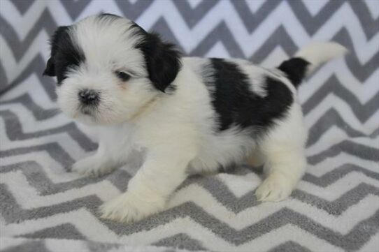 Lhasa Apso-DOG-Male-Brindle / White-7482-Petland Pensacola, Florida