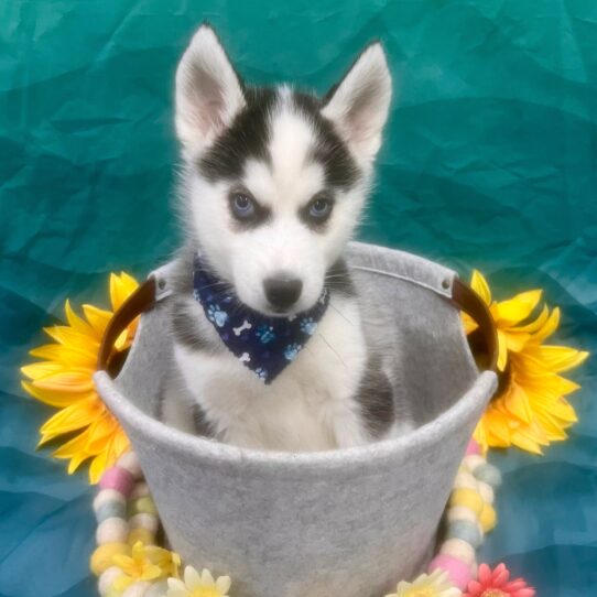 Siberian Husky-DOG-Male-Black / White-7483-Petland Pensacola, Florida