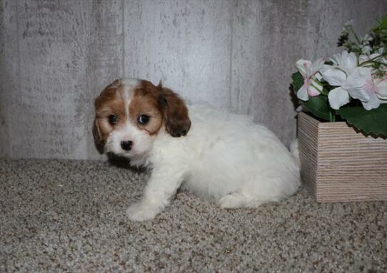 Cavachon-DOG-Female-White / Tan-7500-Petland Pensacola, Florida