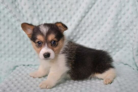 Pembroke Welsh Corgi-DOG-Female-Black-7502-Petland Pensacola, Florida