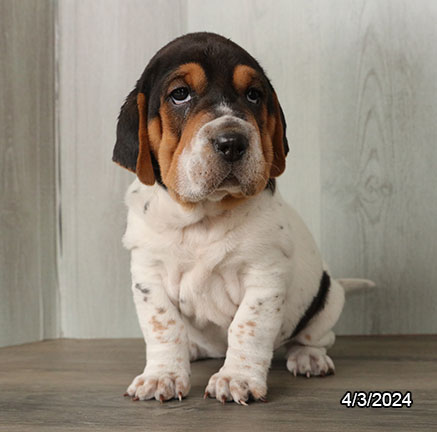 Walrus-DOG-Female-Black / White-7469-Petland Pensacola, Florida
