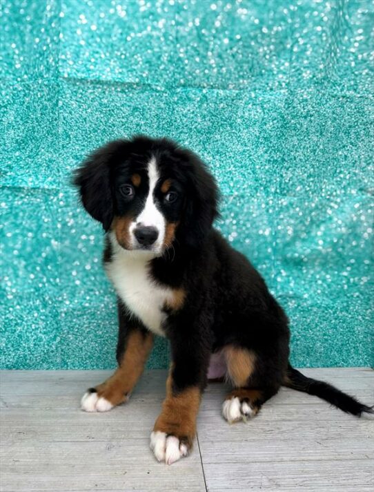 Bernese Mountain Dog-DOG-Male-Black / White-7574-Petland Pensacola, Florida