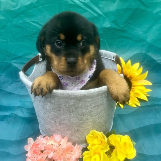 Rottweiler-DOG-Female-Black / Rust-7573-Petland Pensacola, Florida
