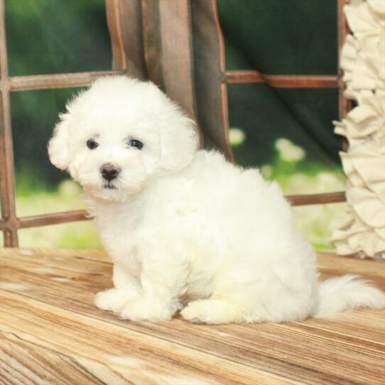 Bichon Frise-DOG-Male-White-7594-Petland Pensacola, Florida
