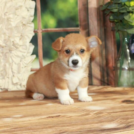 Pembroke Welsh Corgi-DOG-Male-Red / White-7639-Petland Pensacola, Florida