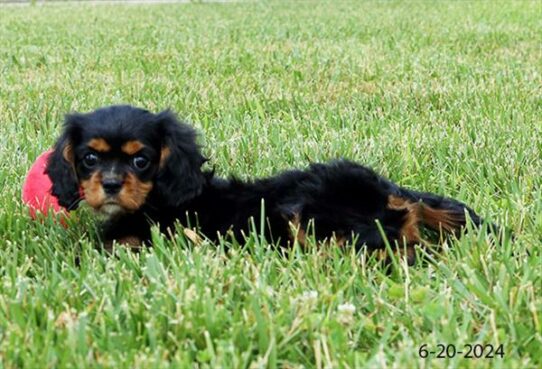 Cavalier King Charles Spaniel-DOG-Female-Black / Tan-7797-Petland Pensacola, Florida