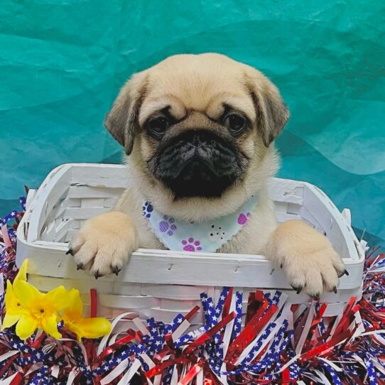 Pug-DOG-Male-Fawn-7805-Petland Pensacola, Florida
