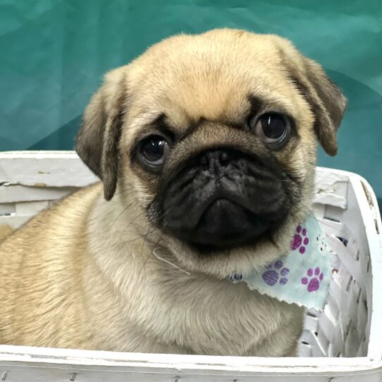 Pug-DOG-Male-Fawn-7804-Petland Pensacola, Florida