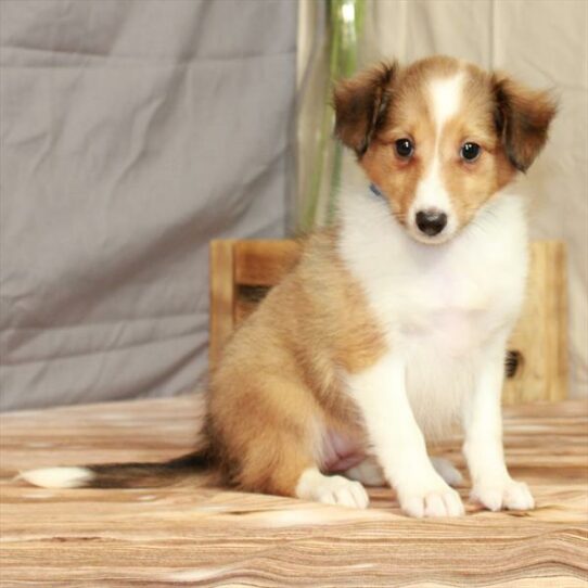Shetland Sheepdog-DOG-Female-Sable / White-7953-Petland Pensacola, Florida