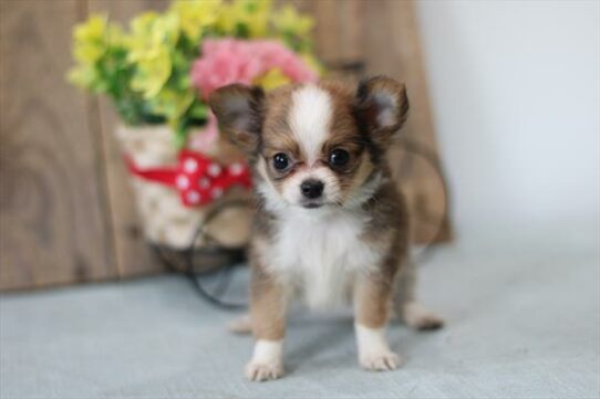 Chihuahua-DOG-Male-Sable / White-8013-Petland Pensacola, Florida