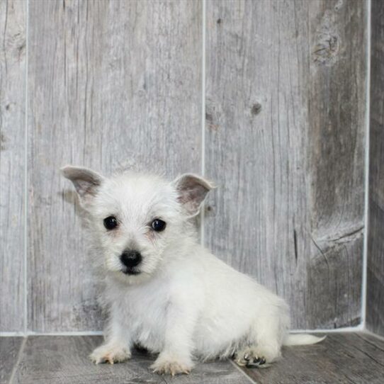 West Highland White Terrier-DOG-Male-White-7932-Petland Pensacola, Florida