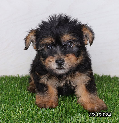 Yorkshire Terrier-DOG-Female-Black / Tan-8004-Petland Pensacola, Florida