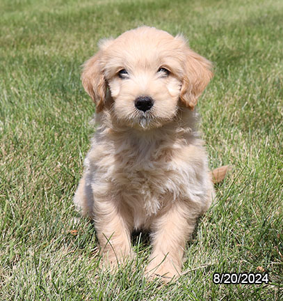 Goldendoodle-DOG-Female-Apricot-8031-Petland Pensacola, Florida