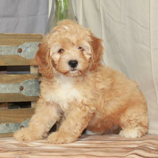 Cockapoo 2nd Gen-DOG-Female-Red-8051-Petland Pensacola, Florida