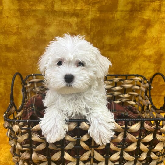 Maltese-DOG-Female-White-8268-Petland Pensacola, Florida