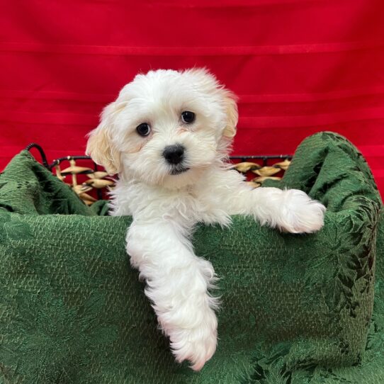 Teddy Bear-DOG-Female-White-8473-Petland Pensacola, Florida