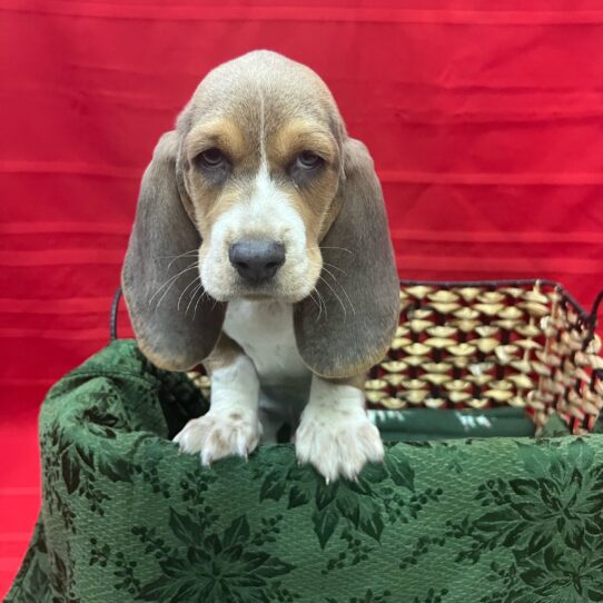 Basset Hound-DOG-Male-Blue White / Tan-8481-Petland Pensacola, Florida